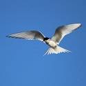 Arctic Tern flying.